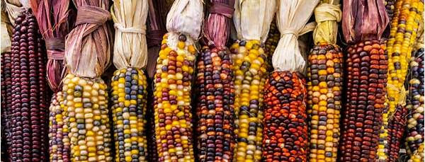 maize.jpg