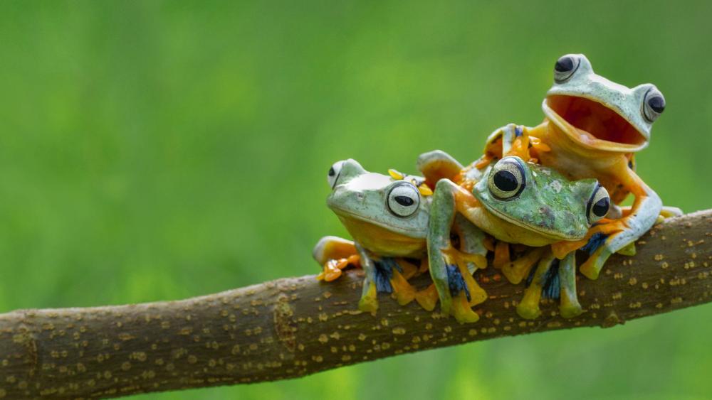 Bing featured tree frogs-1.jpg