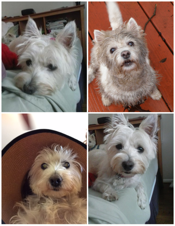 Holly collage x50.png