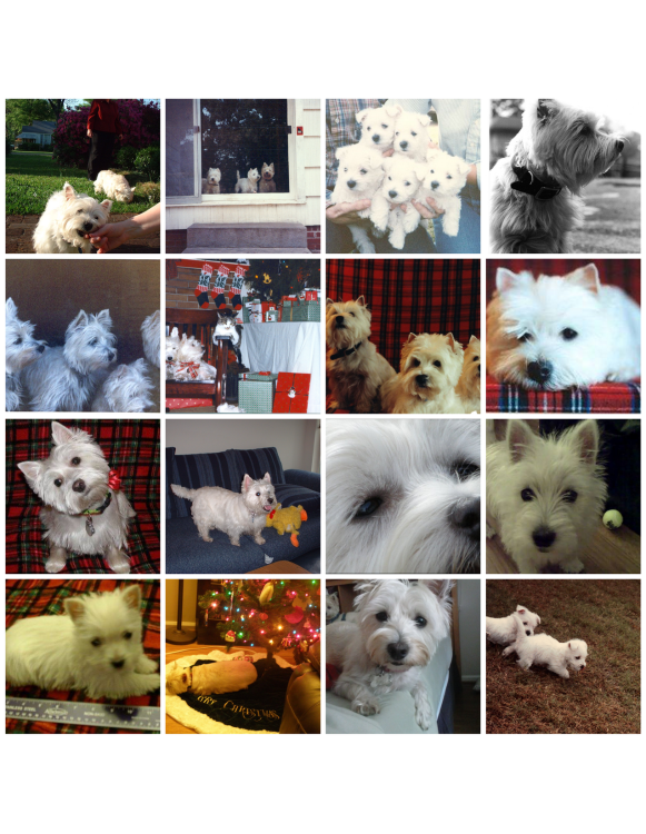 Westie Day 1 by half.png