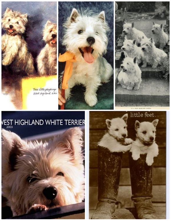 Westie cards by half.png