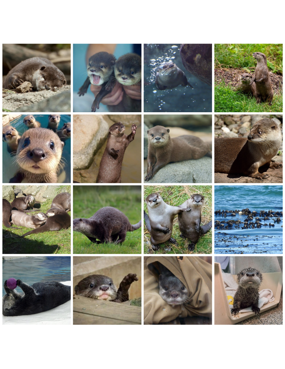 otter photo collage by half.png